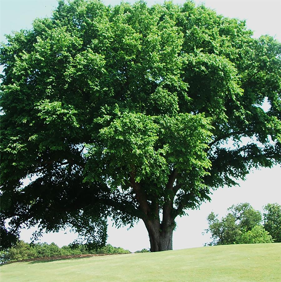 Ulmus americana 