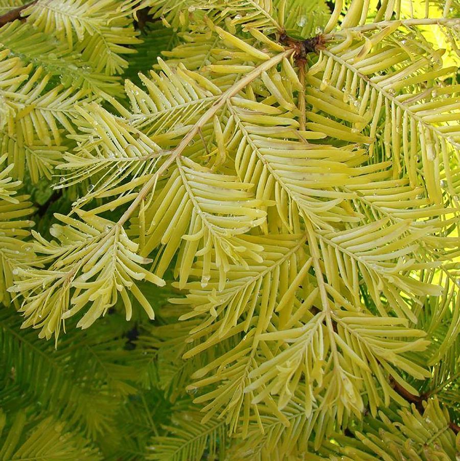 Metasequoia glyptostroboides Amber Glow™