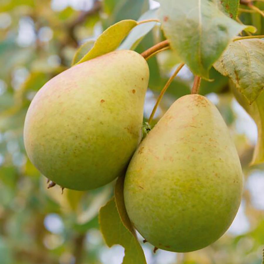Pyrus communis Harovin Beauty