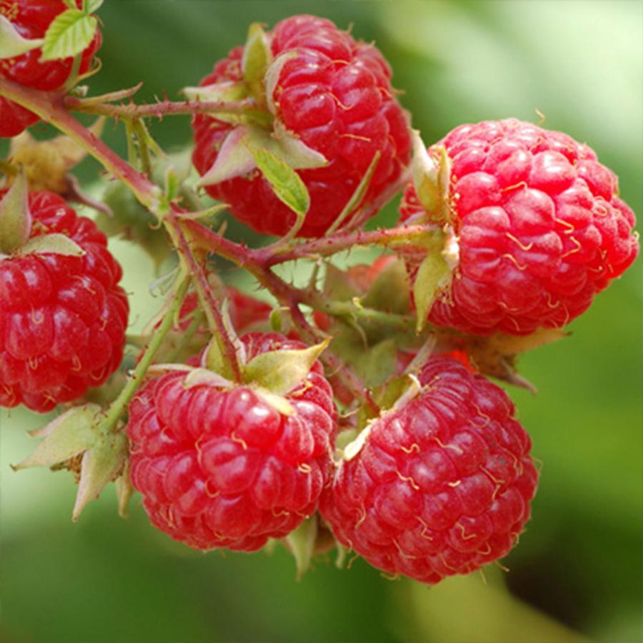 Rubus idaeus Nova