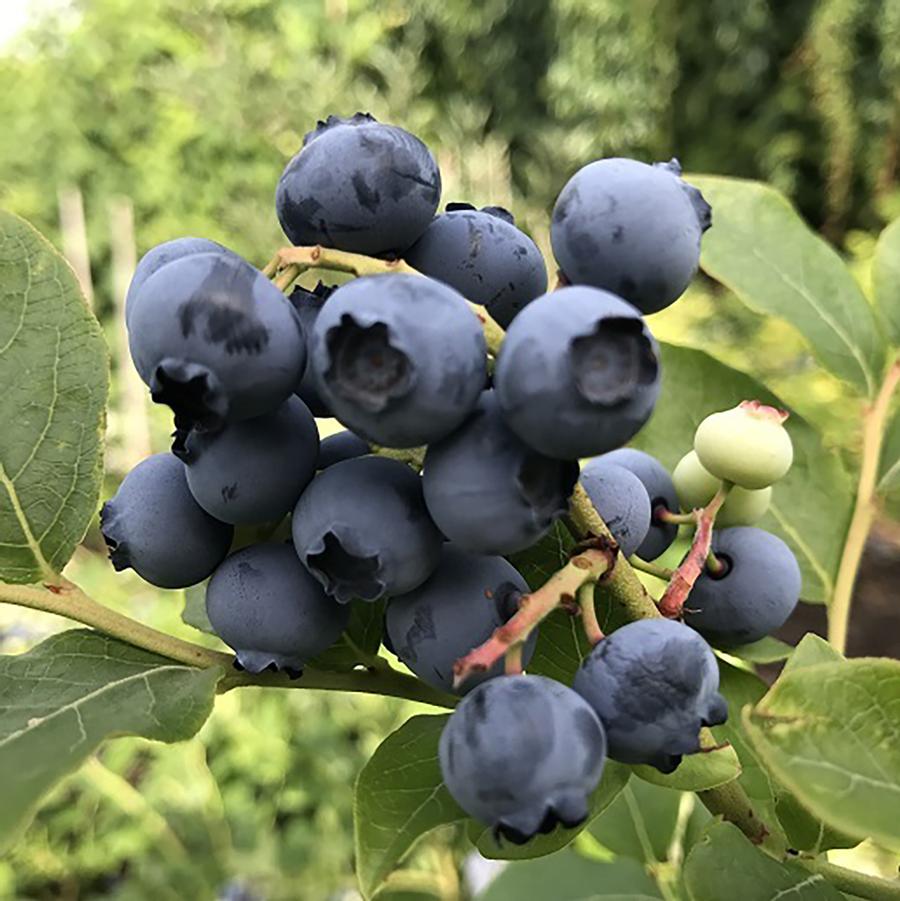 Vaccinium corymbosum Hannah's Choice