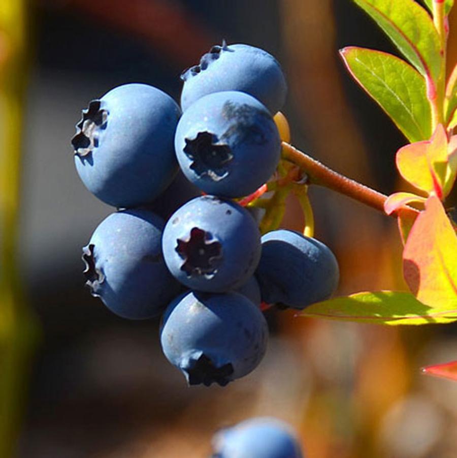 Vaccinium corymbosum Reka