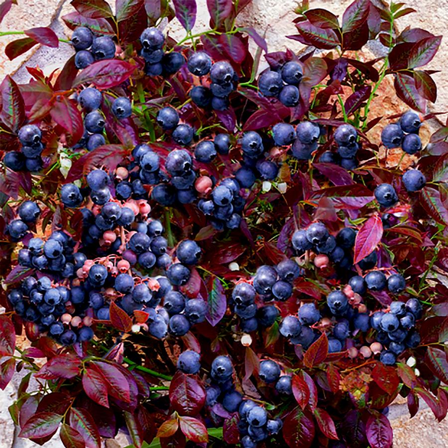 Vaccinium corymbosum Cabernet Splash™