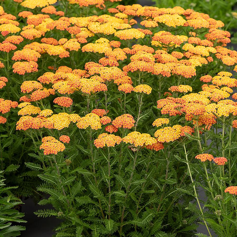 Achillea millefolium Skysail Yellow