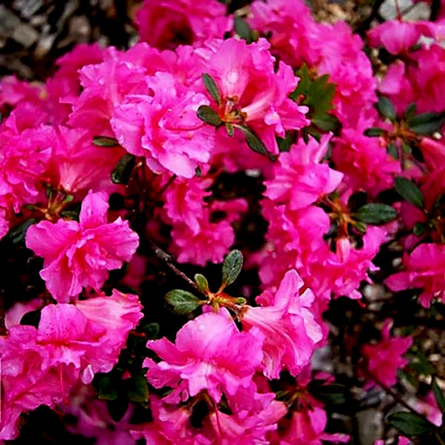 Rhododendron Petticoat