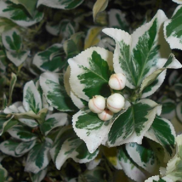 Euonymus japonicus Silver Queen