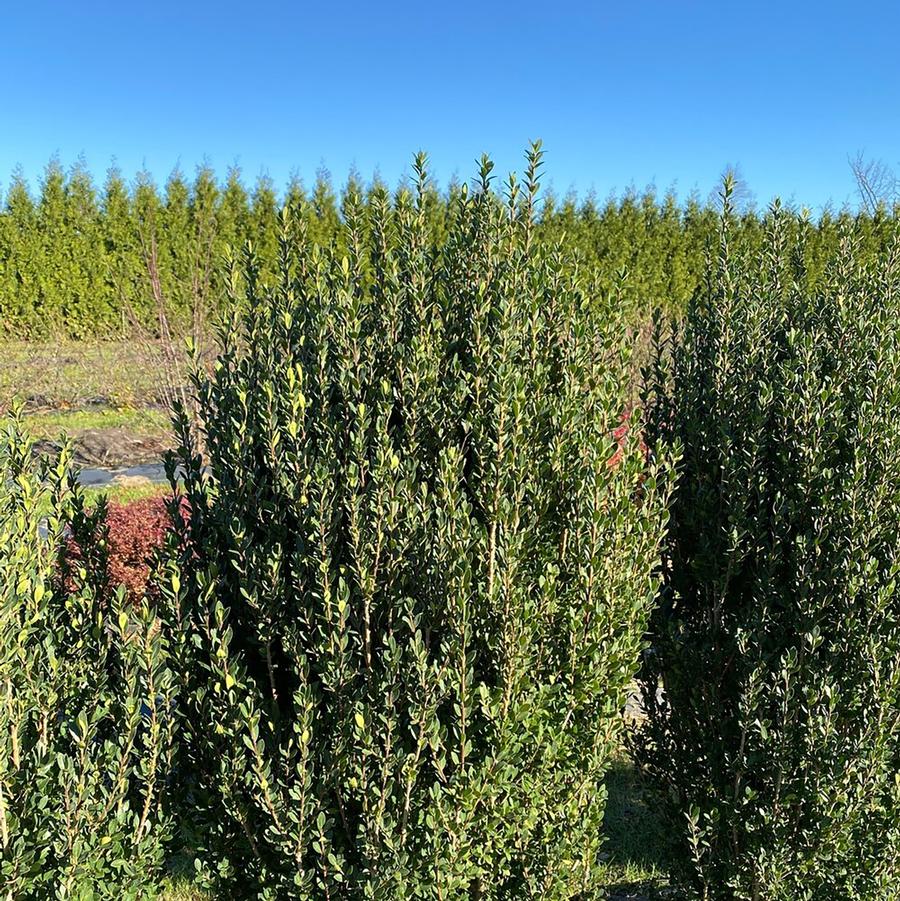 Ilex crenata Hedge Box®
