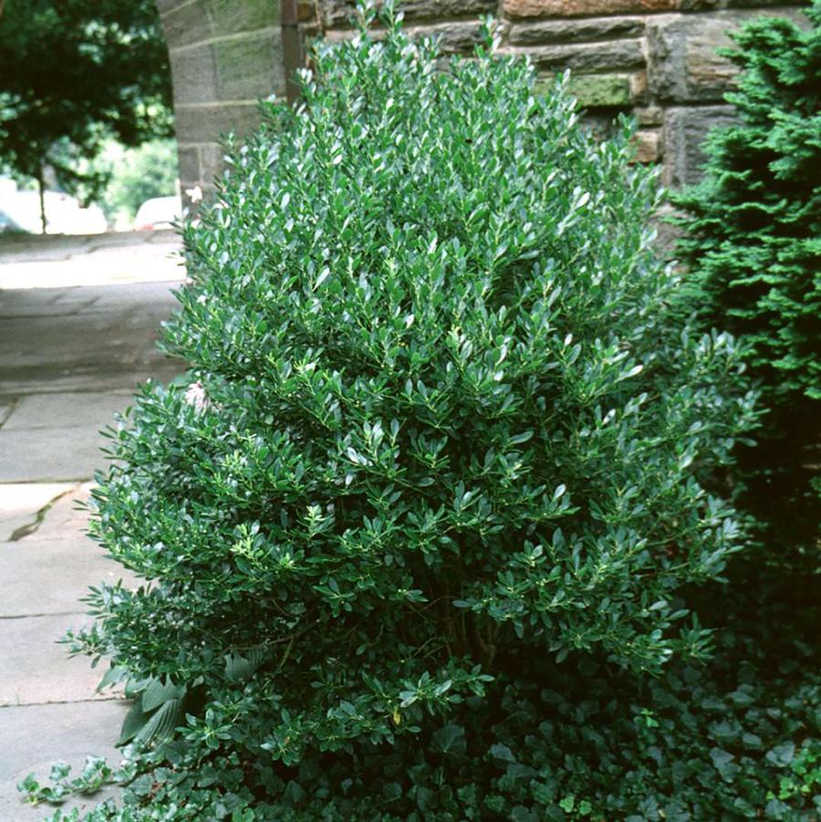 Ilex glabra Densa
