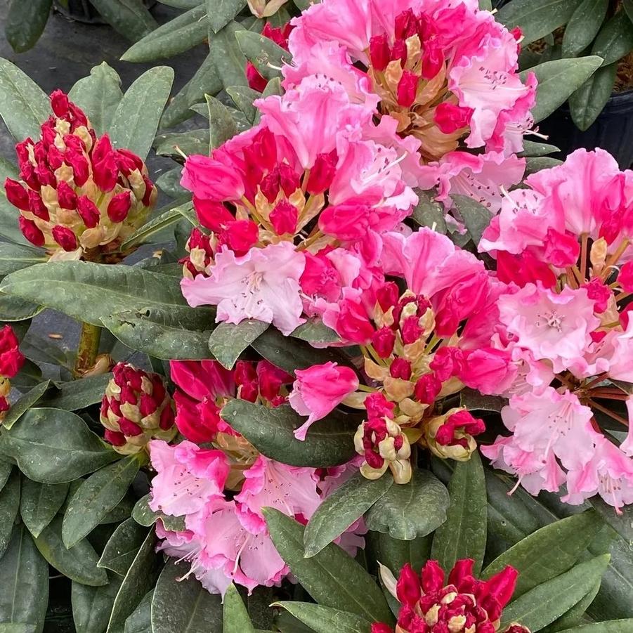 Rhododendron Dandy Man Color Wheel®