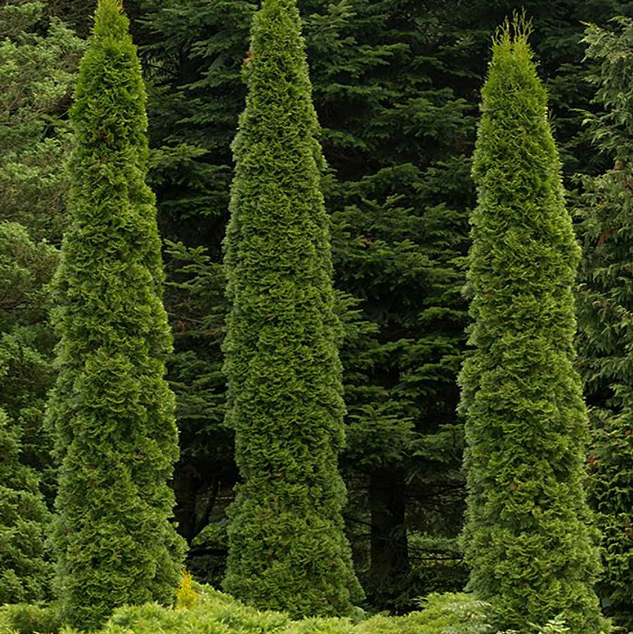 Thuja occidentalis Skywalker™