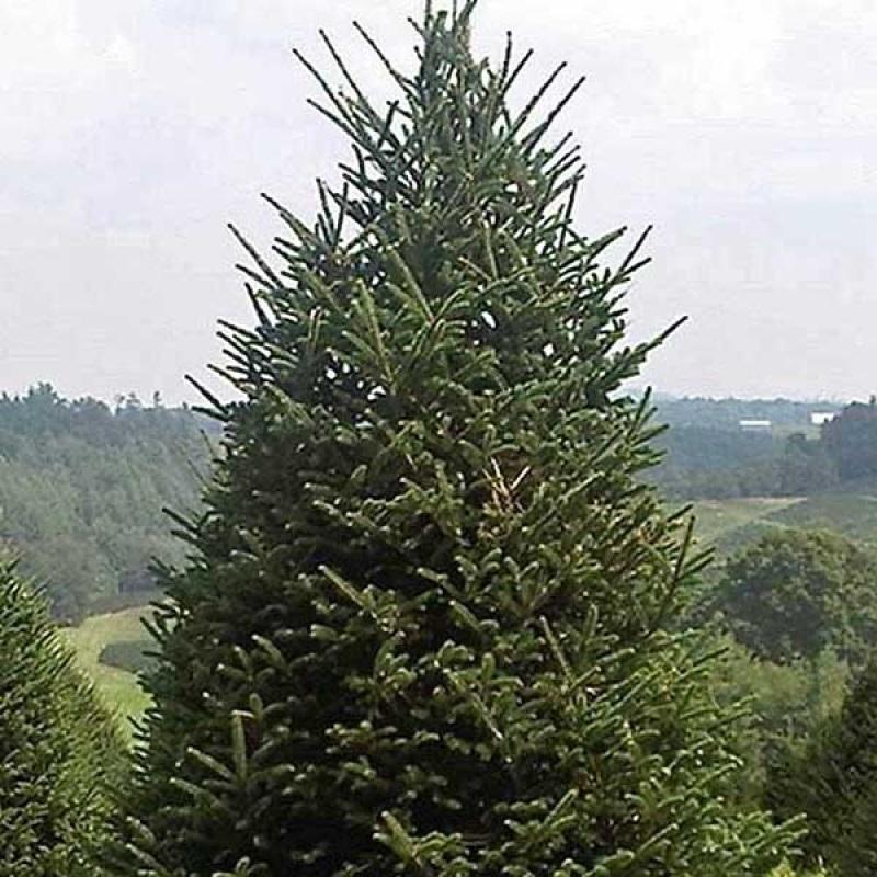 Abies fraseri Richland