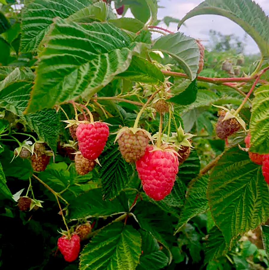 Rubus idaeus Kokanee