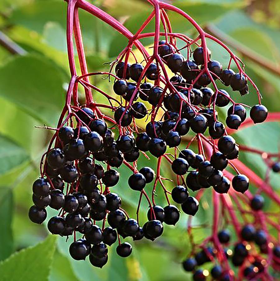 Sambucus canadensis Kent