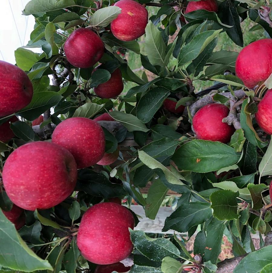 Malus x domestica Alvina Gala