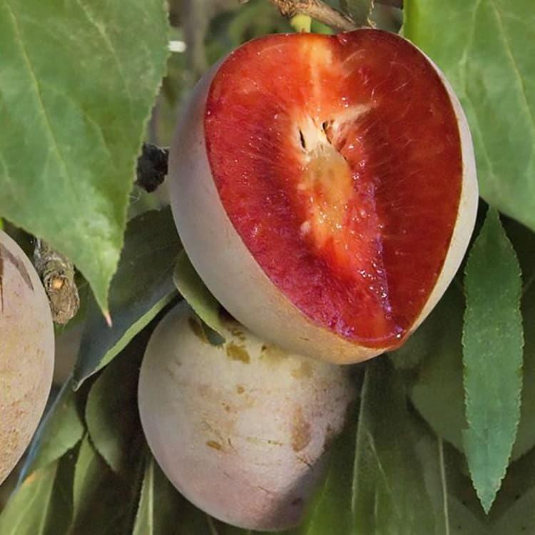 Prunus salicina Elephant Heart