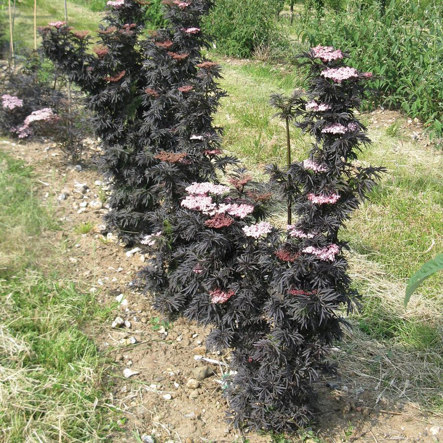 Sambucus nigra Laced Up&reg;