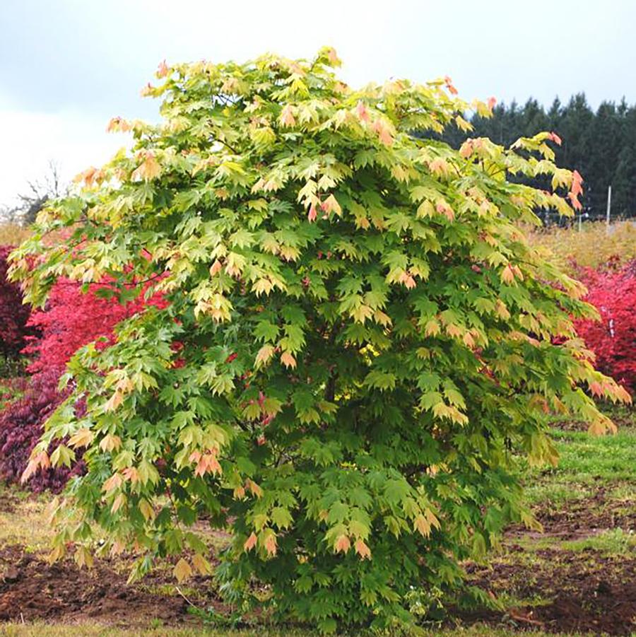 Acer japonicum Otaki