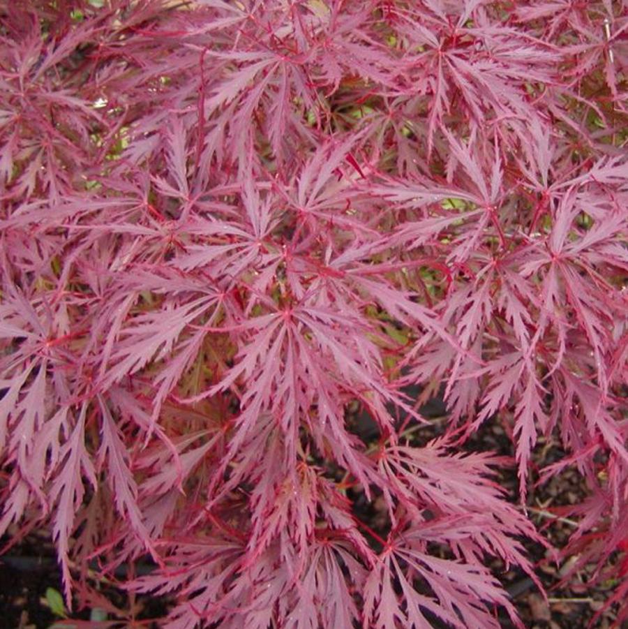 Acer palmatum var. dissectum Garnet Tower