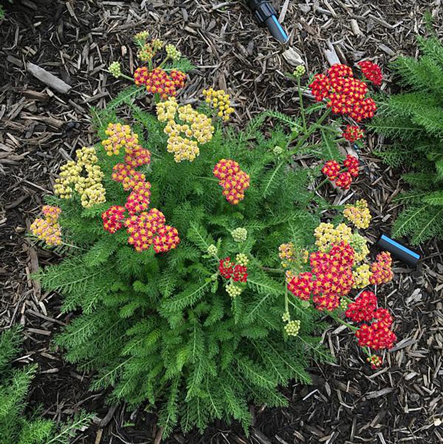 Achillea millefolium Skysail Fire