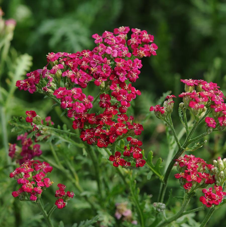 Achillea millefolium New Vintage™ Red
