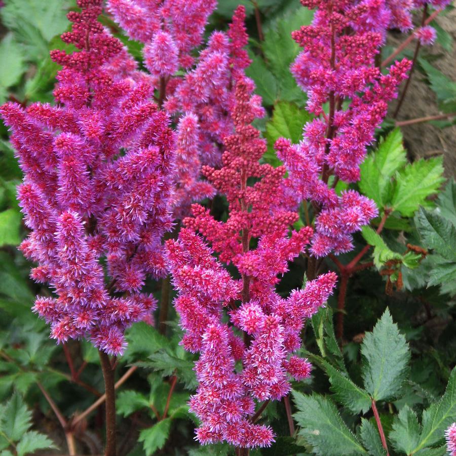 Astilbe chinensis Vision