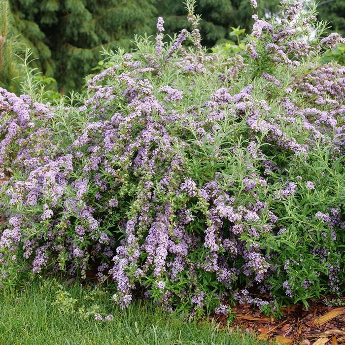 Buddleia alternifolia Mop Top&reg;