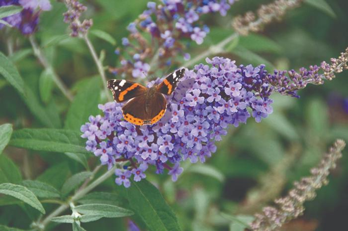 Buddleia davidii Buzz&reg; Lavender