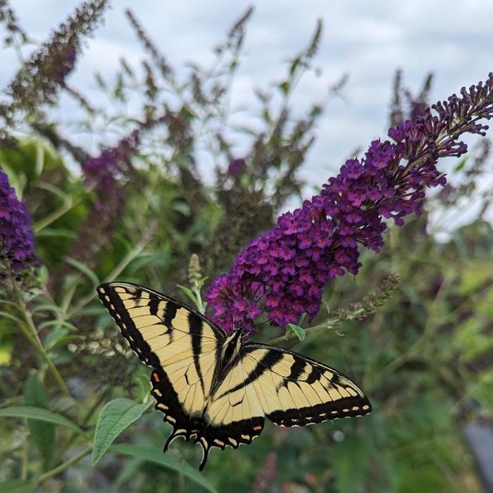 Buddleia Darkest Night&reg;