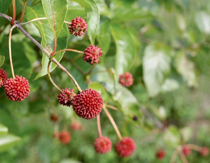 Cephalanthus occidentalis Sugar Shack&reg;