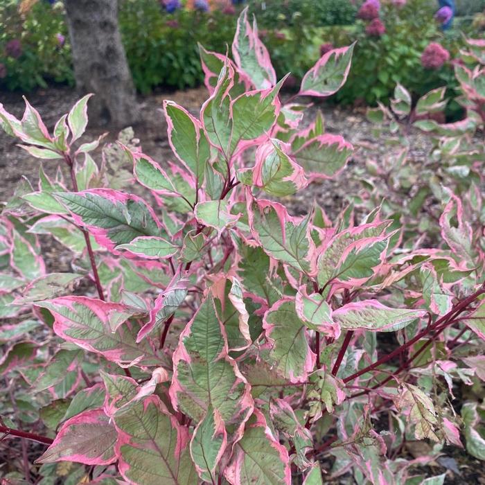 Cornus alba Sgt. Pepper&reg;