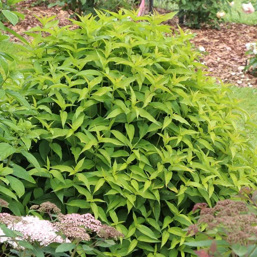 Diervilla Kodiak&reg; Green
