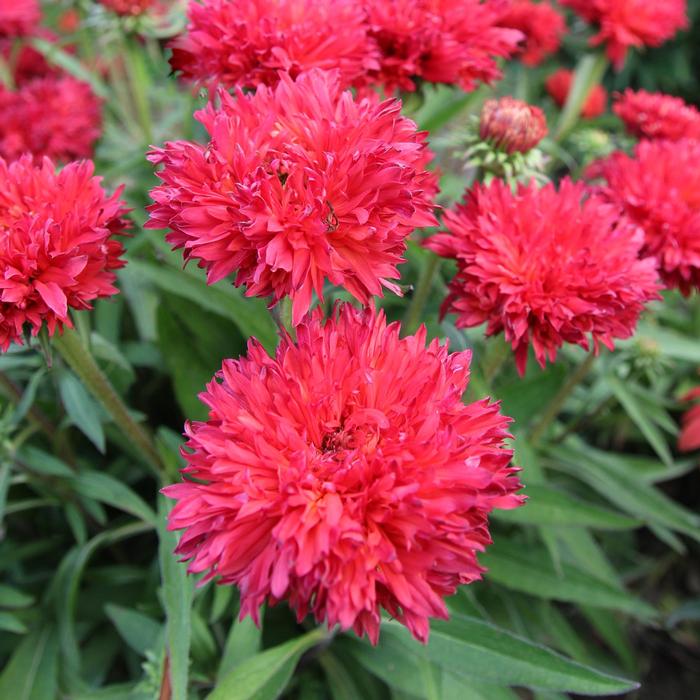 Echinacea Fringe Festival