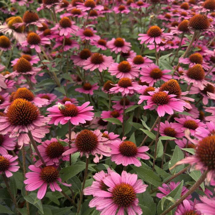 Echinacea Panama Rose