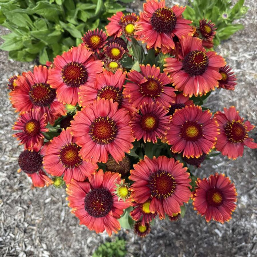 Gaillardia aristata Low Rider