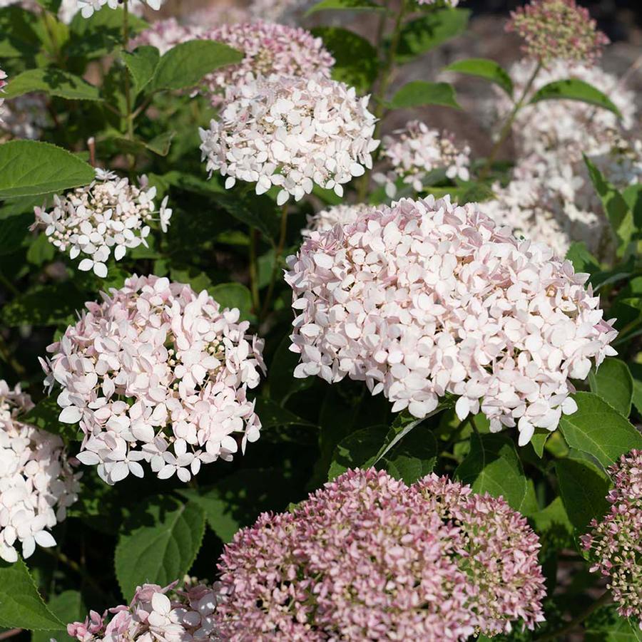 Hydrangea arborescens American Lace&trade; Pink