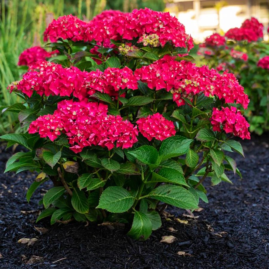 Hydrangea macrophylla Drama Queen™