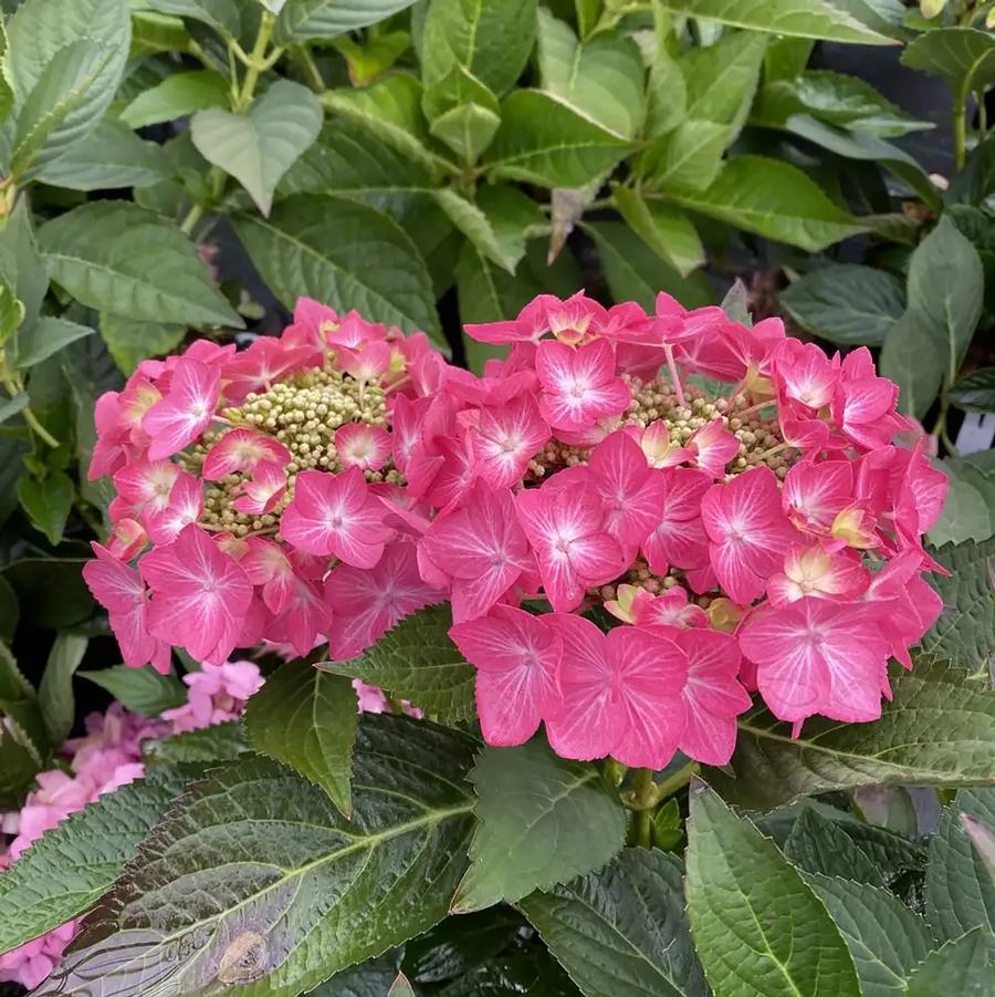 Hydrangea macrophylla Let's Dance&reg; Hot Stepper™