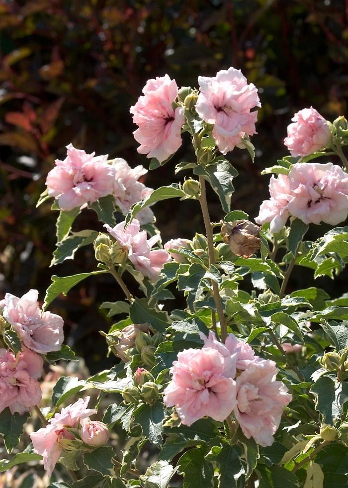 Hibiscus syriacus Sugar Tip® - Standard