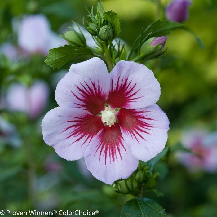 Hibiscus syriacus Orchid Satin® - Standard
