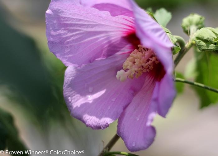Hibiscus Full Blast®-Standard