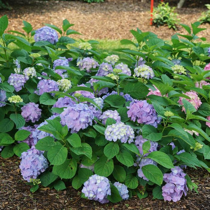 Hydrangea macrophylla Let's Dance® Sky View®