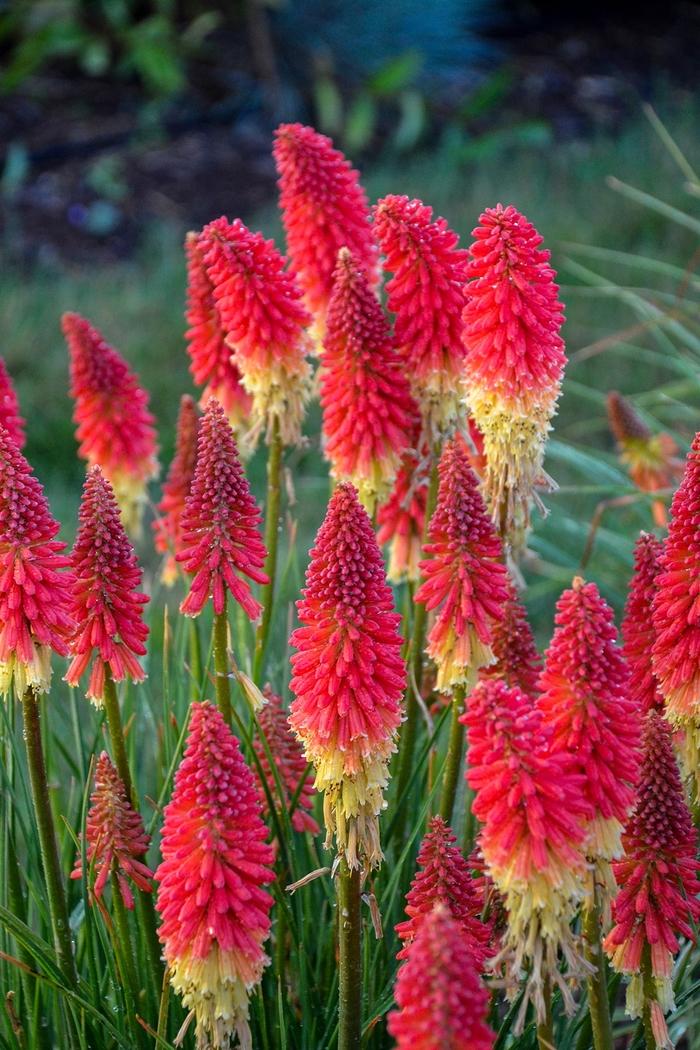 Kniphofia Pyromania® Rocket's Red Glare