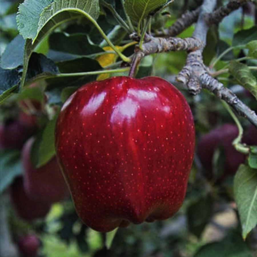 Malus domestica 'Red Delicious' - Red Delicious Apple Tree from Willowbrook Nurseries