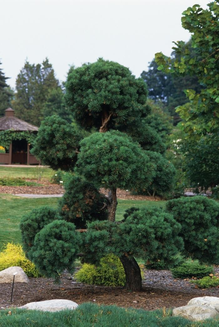 Pinus sylvestris-Topiary 