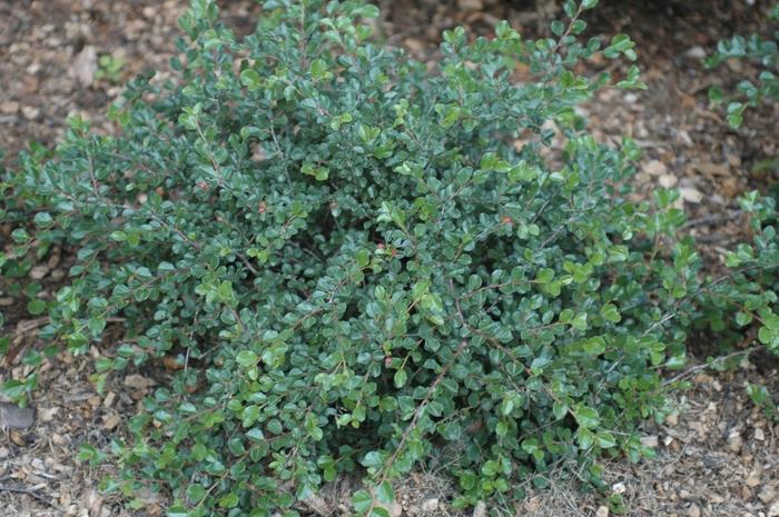 Cotoneaster apiculatus - Standard 