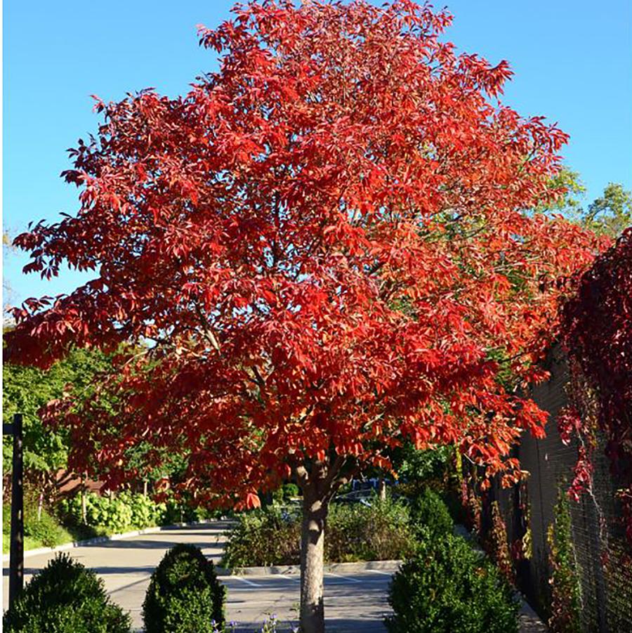 Aesculus glabra Early Glow™