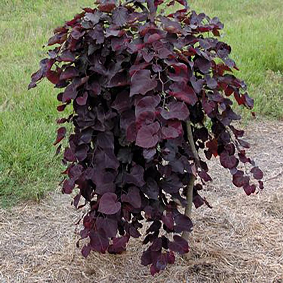 Cercis canadensis Ruby Falls