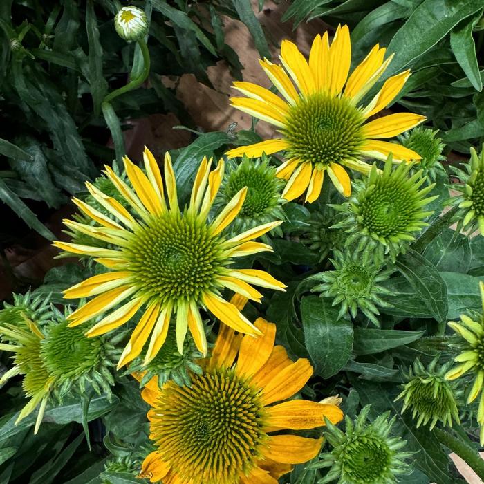 Echinacea Guatemala Gold