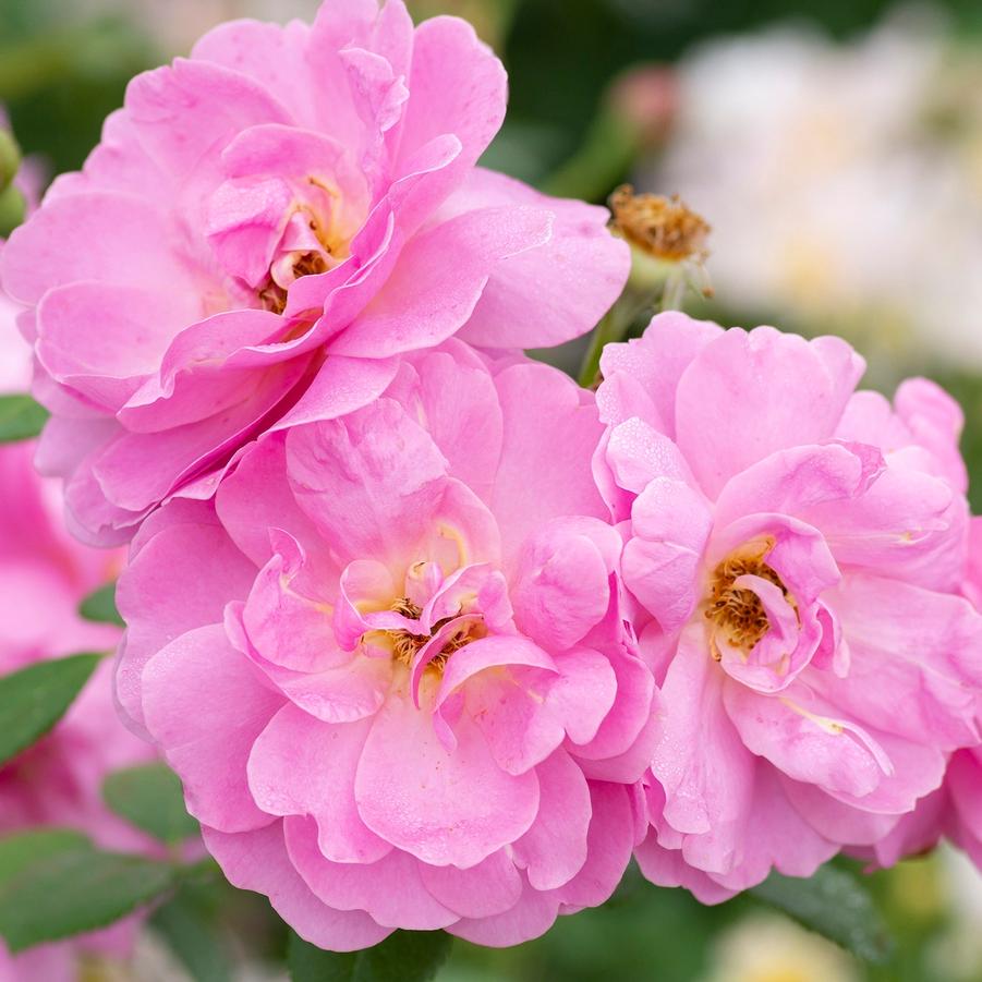 Rosa Pretty Polly® Lavender