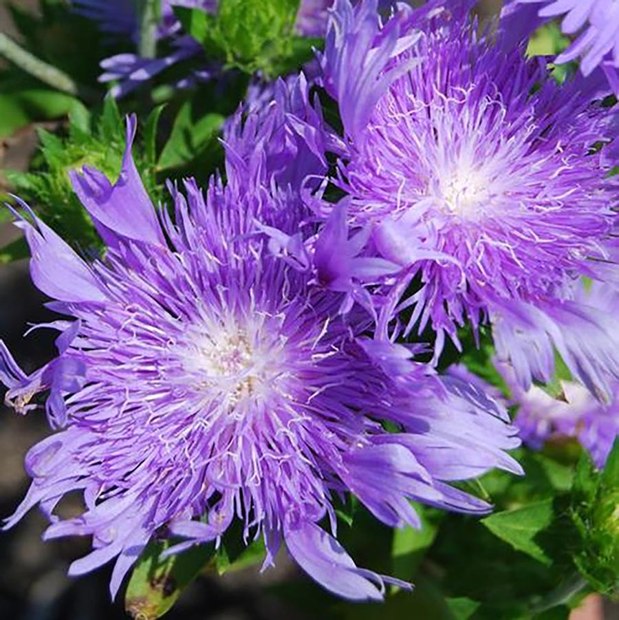 Stokesia Peachie's Pick